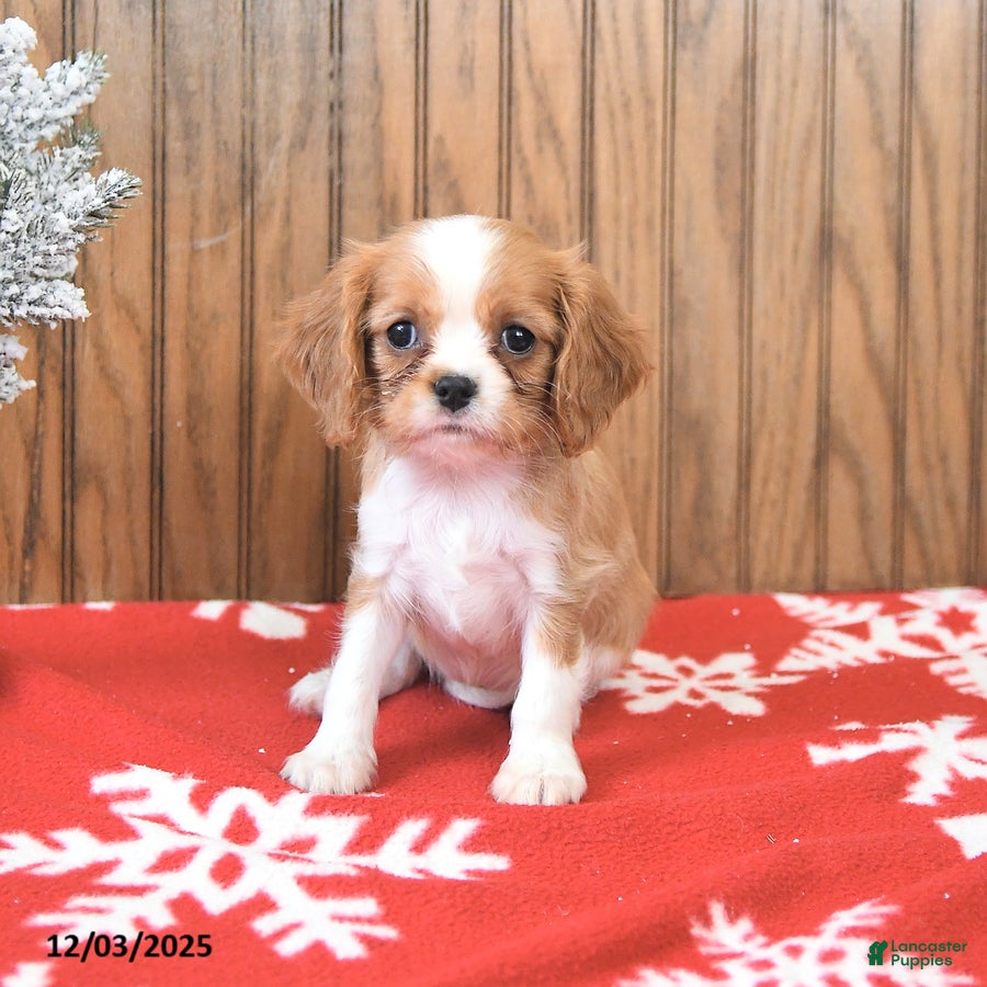 Cavalier King Charles Spaniel dogs Sweetie - Ad 1
