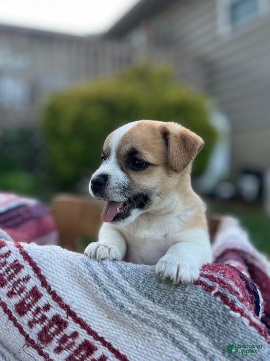 Jug dogs Luna - Ad 1