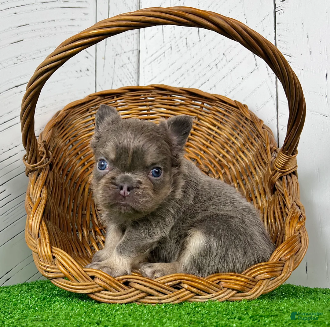 French Bulldog dogs for sale: Chubby - Ad 2