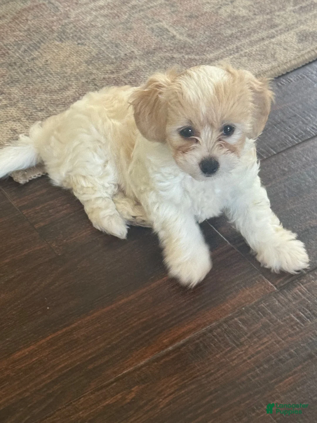 Maltipoo dogs for sale: Luca  - Ad 2