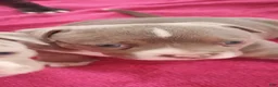 American Bully dogs for sale: American Bully 3- Teddy - Ad 8