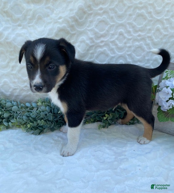Border Collie dogs Petey - Ad 2