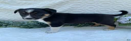 Border Collie dogs for sale: Petey - Ad 2