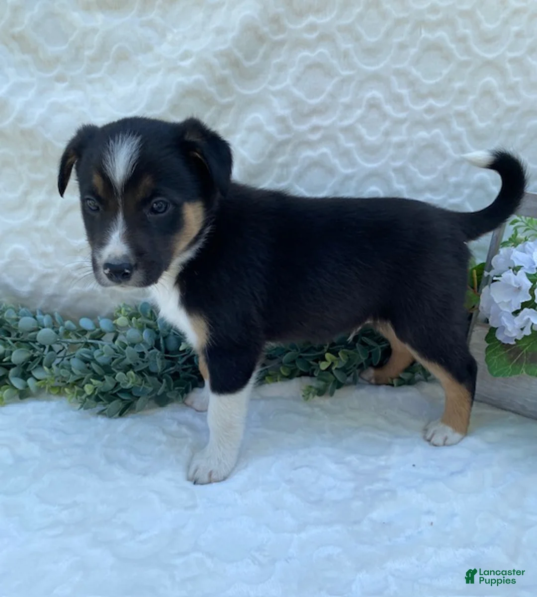 Border Collie dogs for sale: Petey - Ad 2