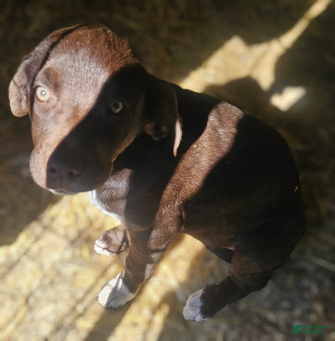 Border Collie dogs for sale: Cierra - Ad 2