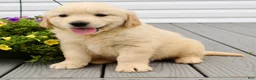 Golden Retriever dogs for sale: Oscar - Ad 4