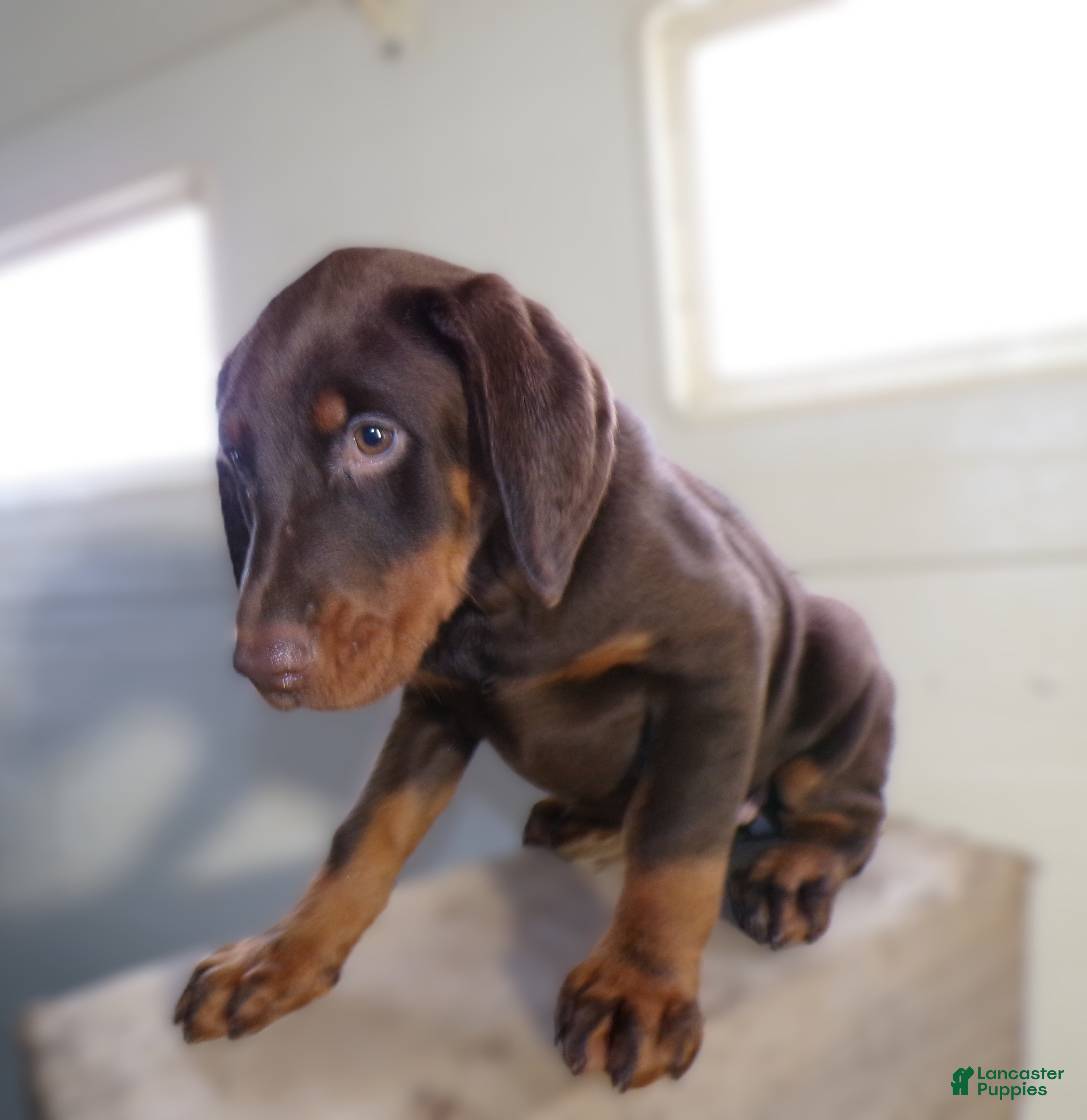 Doberman Pinscher dogs Doberman Pinscher Puppy 1 Jenny - Ad 31