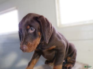 Doberman Pinscher dogs Doberman Pinscher Puppy 1 Jenny - Ad 39