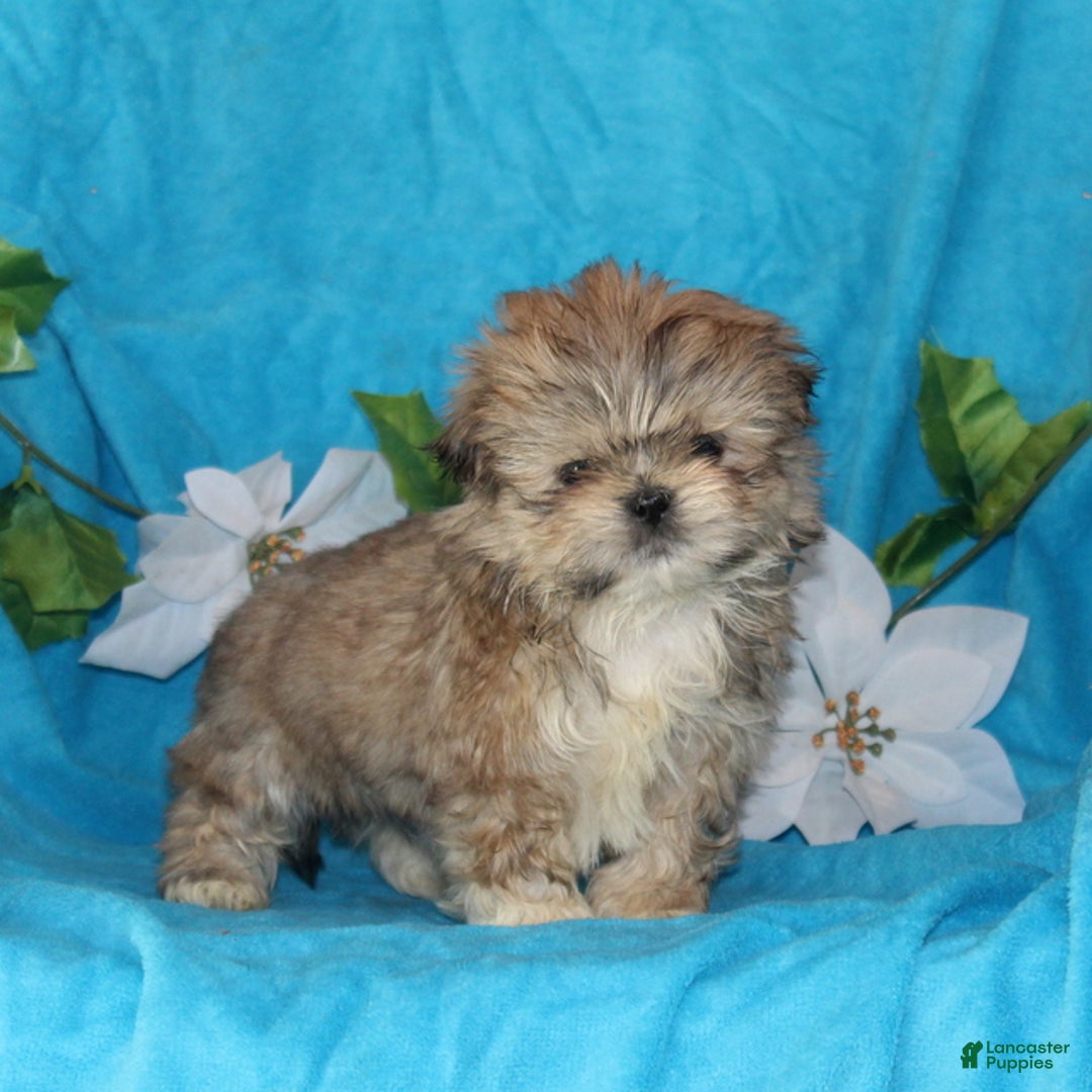 Shih Tzu dogs for sale: Shiloh - Ad 2