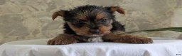 Yorkshire Terrier dogs for sale: Zoey - Ad 7