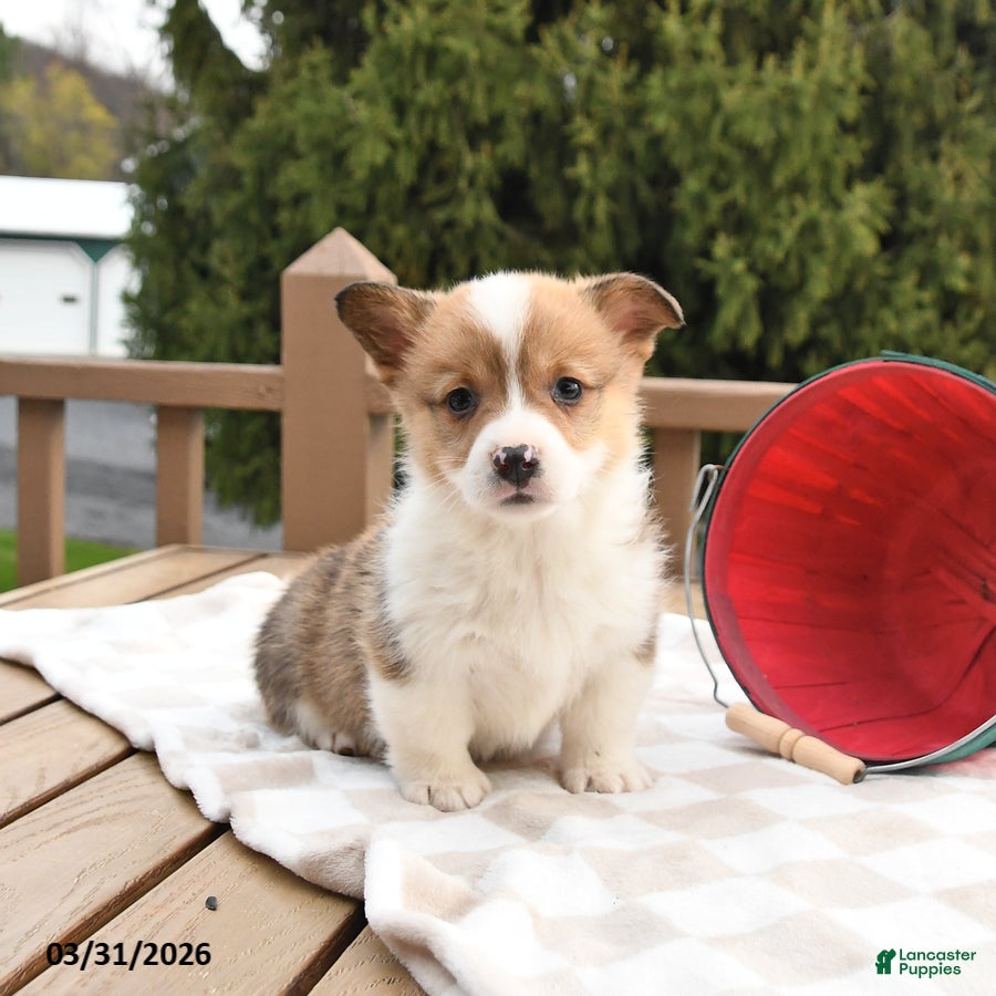 Welsh Corgi Pembroke dogs Shadow - Ad 2