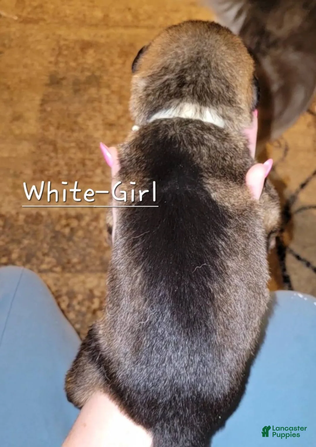 German Shepherd dogs for sale: Akc German Shepherds. 5 BOYS & 5 GIRLS Available! - Ad 8