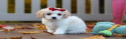 Cavachon dogs for sale: Lily - Ad 4