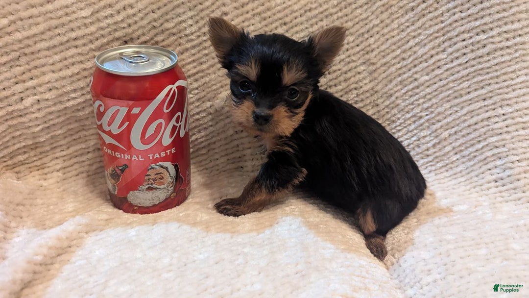 Yorkshire Terrier dogs for sale: Jingle bells - Ad 3