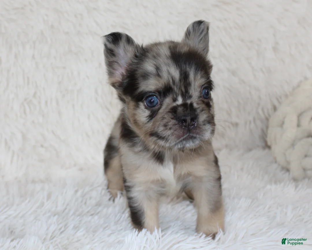 French Bulldog dogs for sale: Jude - Ad 2