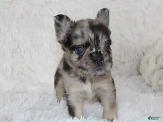 French Bulldog dogs for sale: Jude - Ad 4