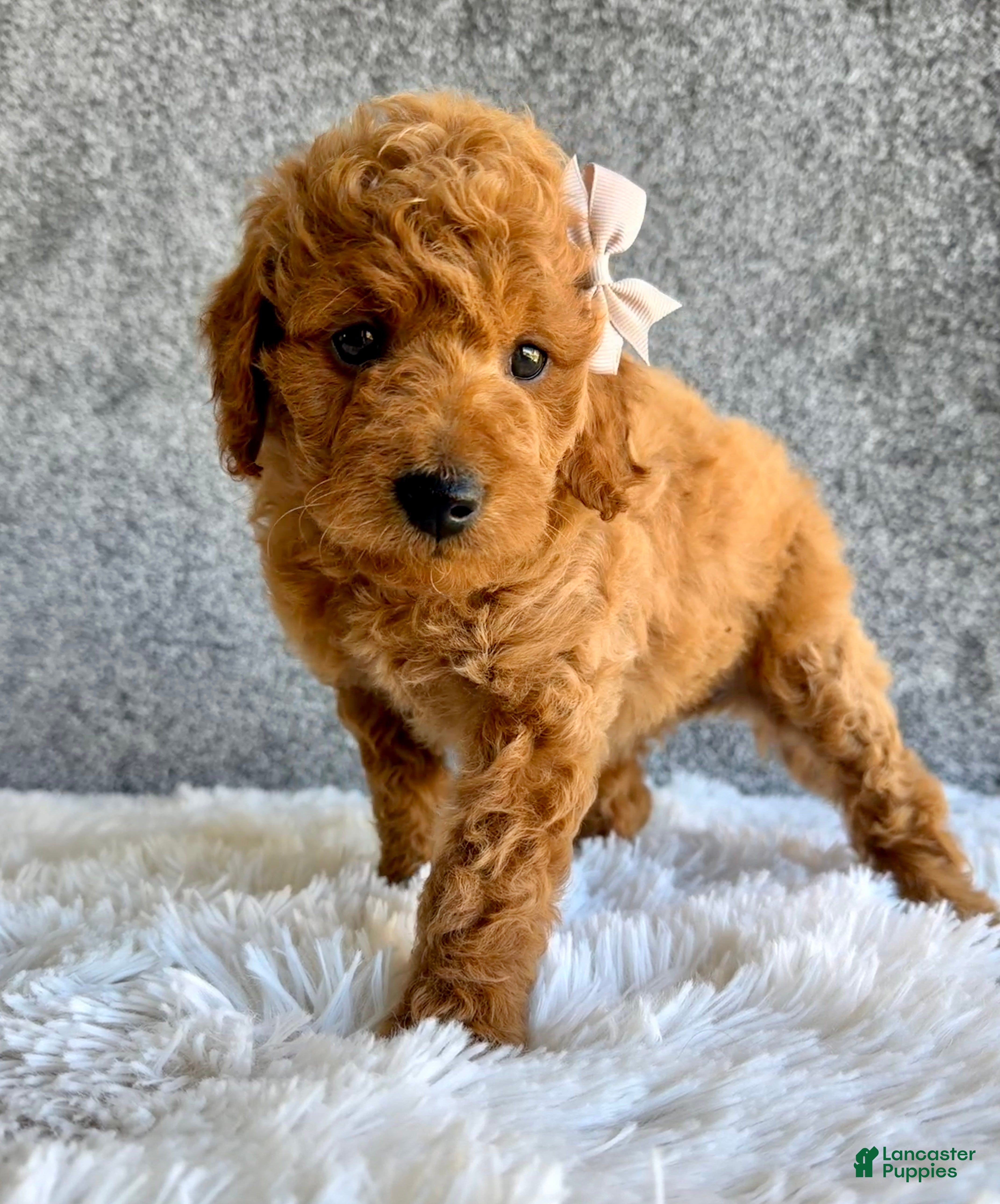 Mini Goldendoodle dogs Shiloh - Ad 2