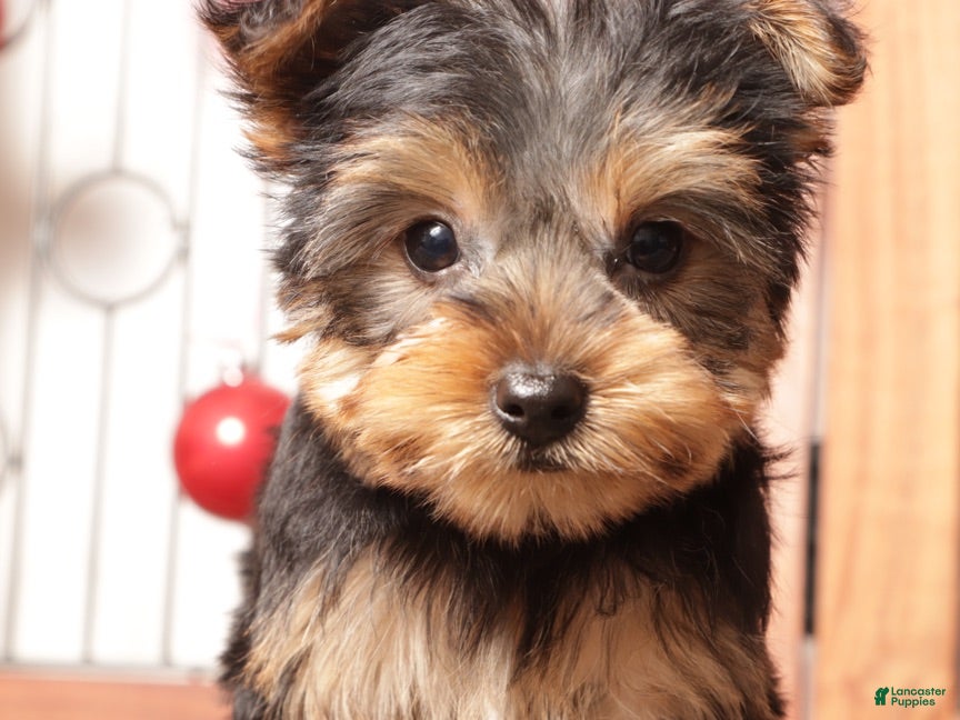 Yorkshire Terrier dogs Dasher - Ad 2