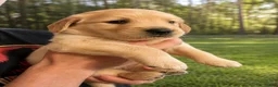 Golden Retriever dogs for sale: Clover - Ad 1