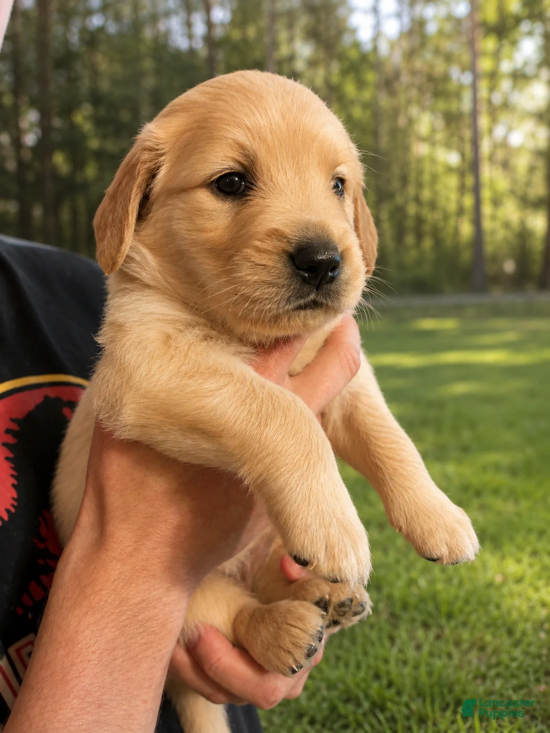 Golden Retriever dogs for sale: Clover - Ad 1