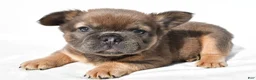 French Bulldog dogs for sale: Zack - Ad 4