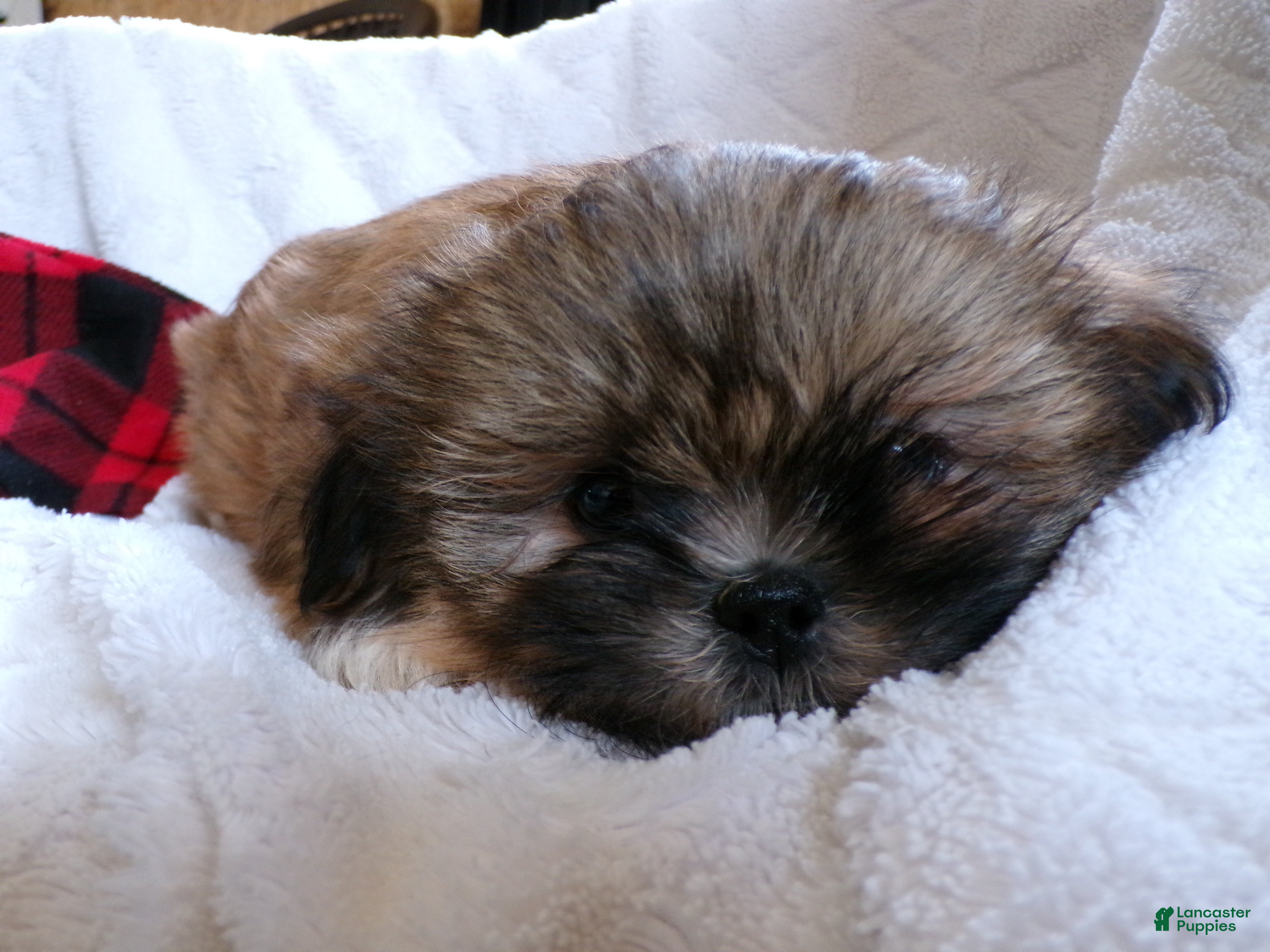 Shih Tzu dogs Oden - Ad 2