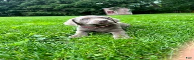 Silver Labrador Retriever 9