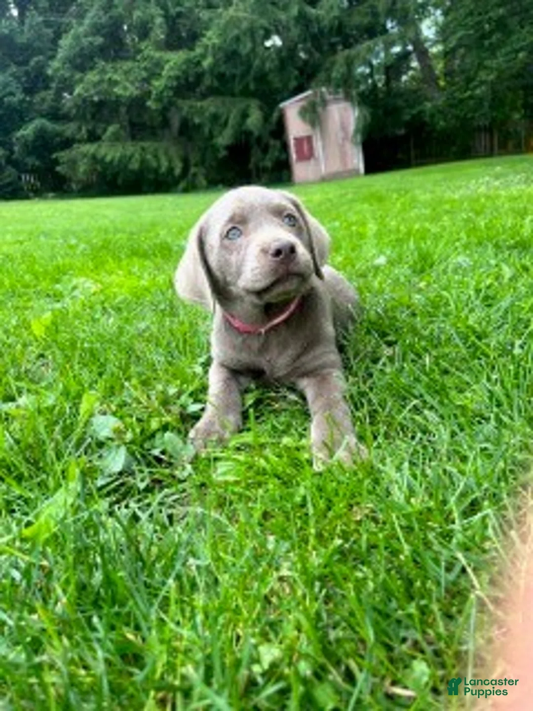 Labrador Retriever dogs for sale: Silver Labrador Retriever 9 - Ad 1