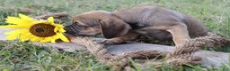 Puggle dogs for sale: Alice - Ad 2