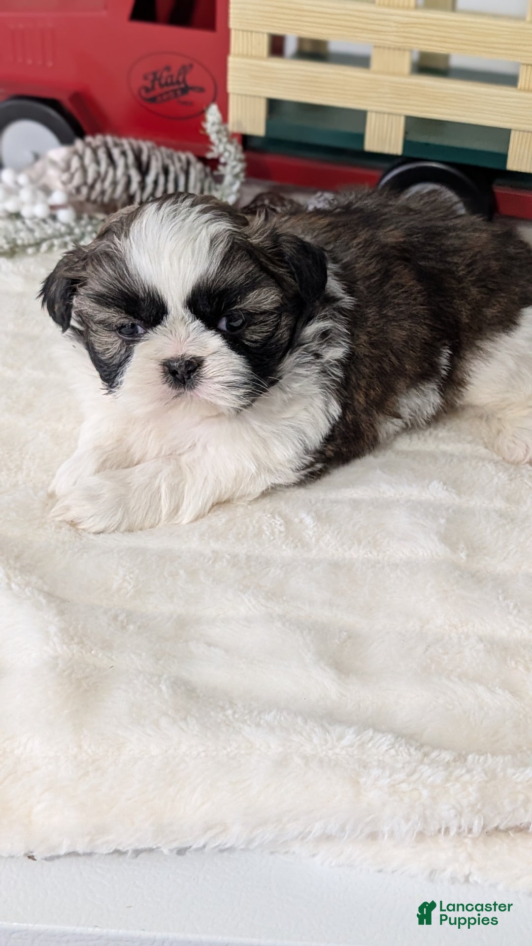 Shih Tzu dogs for sale: Tyson - Ad 14