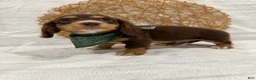 Miniature Dachshund dogs for sale: Rowan - Ad 16