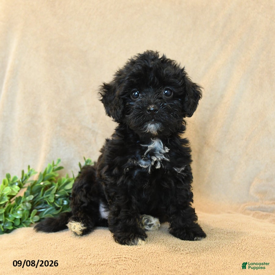 Havapoo dogs Peanut  - Ad 1