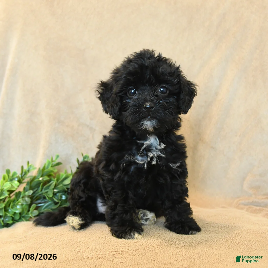 Havapoo dogs for sale: Peanut  - Ad 1