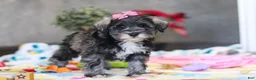 Miniature Schnauzer dogs for sale: Alice - Ad 3