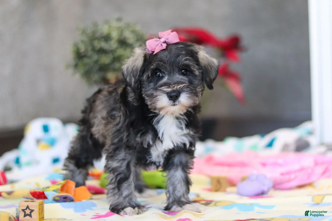Miniature Schnauzer dogs for sale: Alice - Ad 3