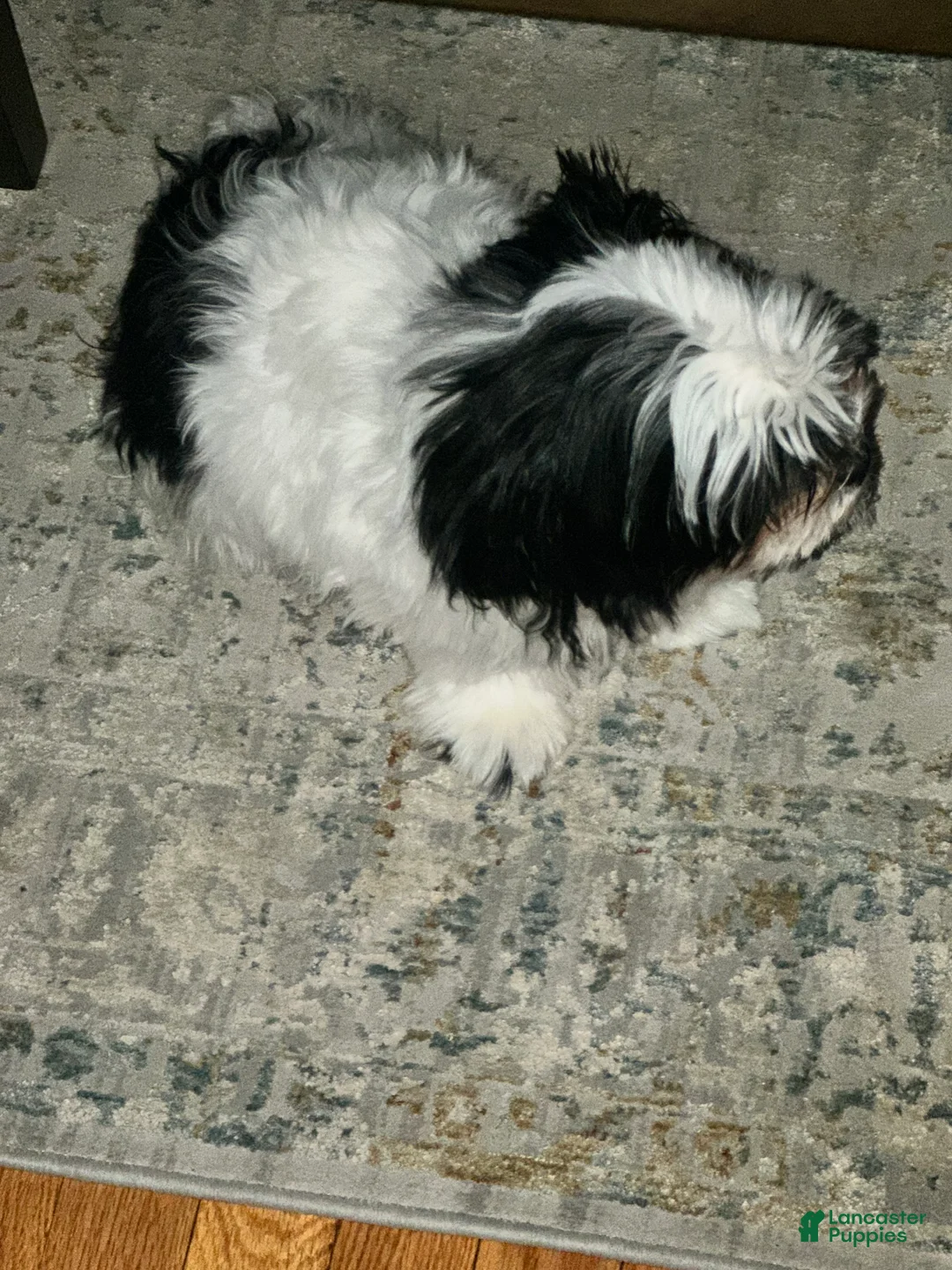 Malshi dogs for sale: Malshi Puppy 1 - Ad 2