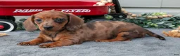 Miniature Dachshund dogs for sale: Marcy - Ad 3