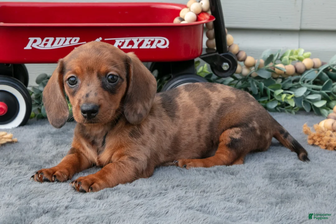 Miniature Dachshund dogs for sale: Marcy - Ad 3