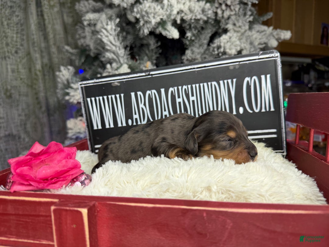 Miniature Dachshund dogs for sale: Black and tan/cr dapple - Ad 5