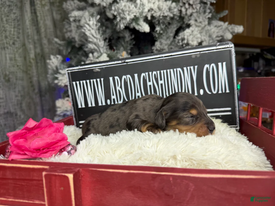 Miniature Dachshund dogs for sale: CReam  - Ad 17