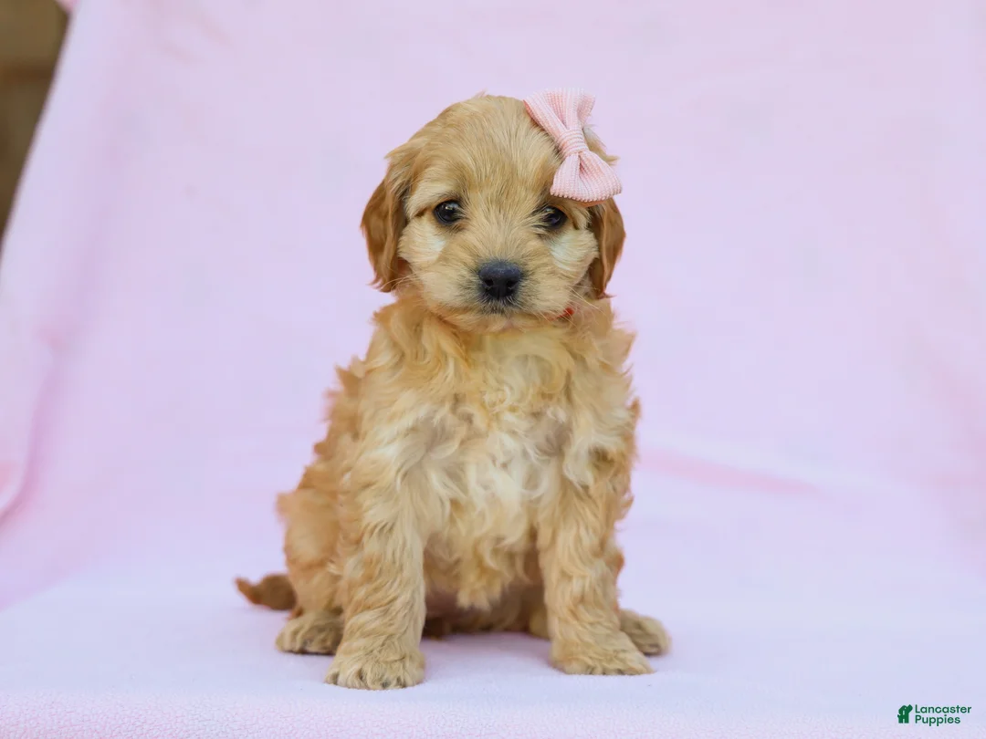 Cavapoo dogs for sale: Ivy F1B Cavapoo Pup - Ad 5