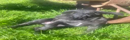 Cane Corso dogs for sale: Jenson - Ad 7