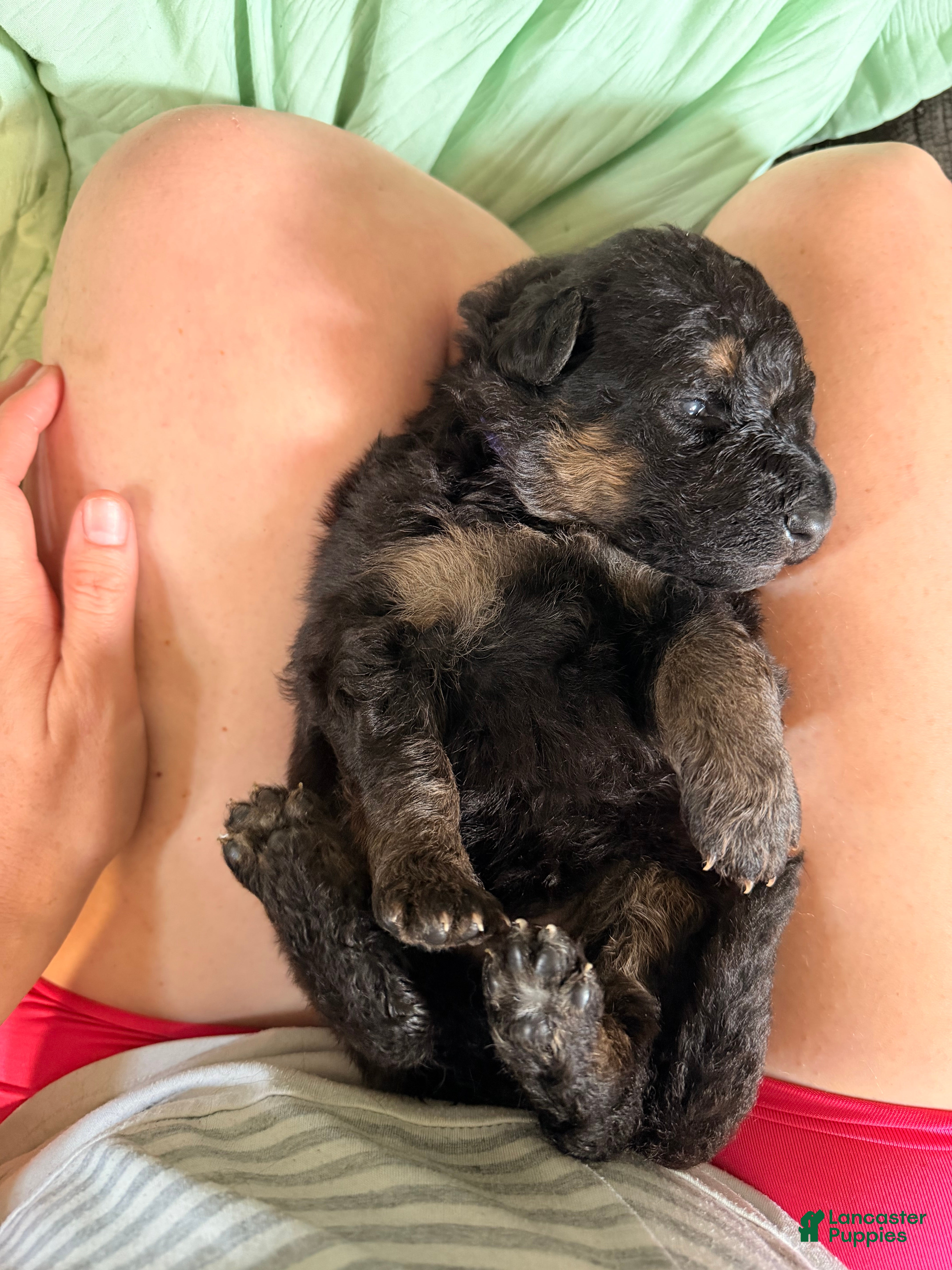 German Shepherd dogs German Shepherd Puppy 3- Purple Female - Ad 23