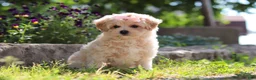 Maltipoo dogs for sale: Penny - Ad 4