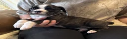 Boxer dogs for sale: Liberty - Ad 4