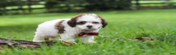 Shihpoo dogs for sale: Charlie - Ad 5