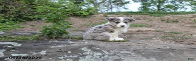 Jasmin