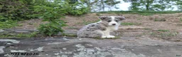 Mixed Breed dogs for sale: Jasmin - Ad 1