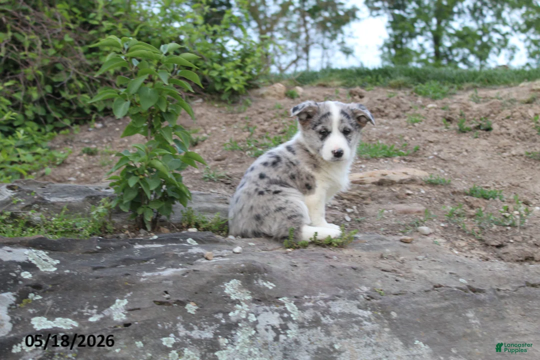Mixed Breed dogs for sale: Jasmin - Ad 1