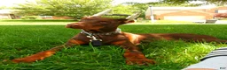 Doberman Pinscher dogs for sale: Kane - Ad 3